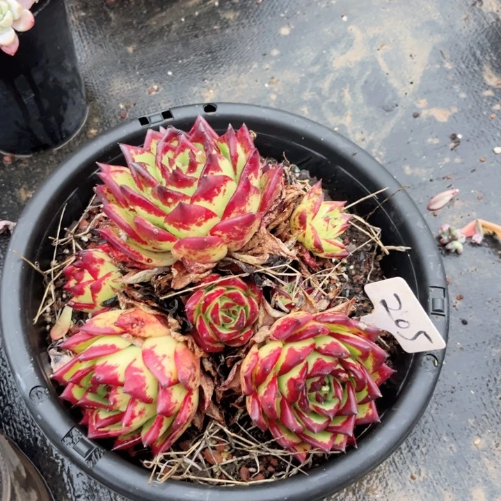 多肉，一物一拍，9.9包邮