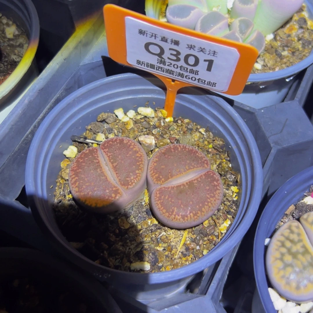 (***a301 一物一拍，默认有伤，介意勿拍，不退不换
