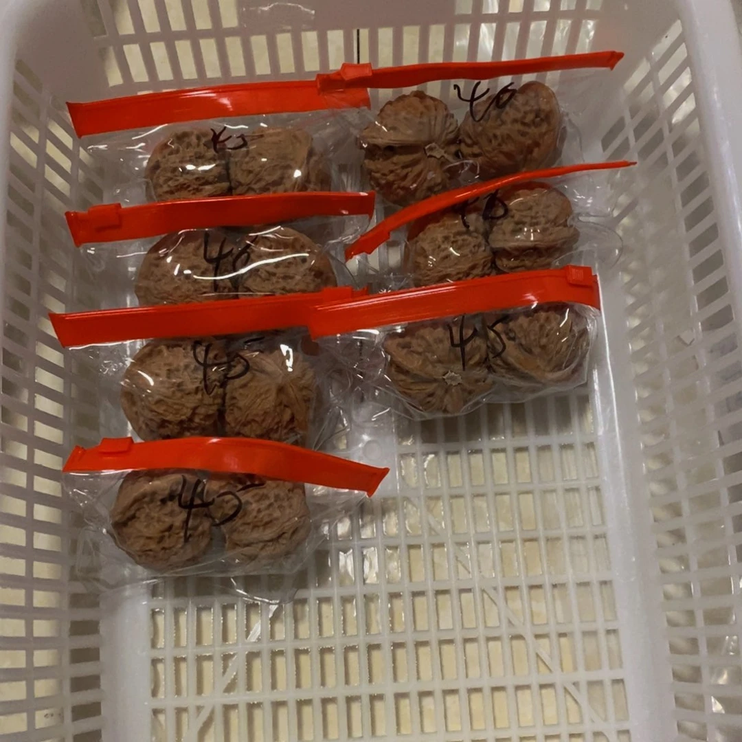 吊坠文玩核桃宫灯45-46虚尖