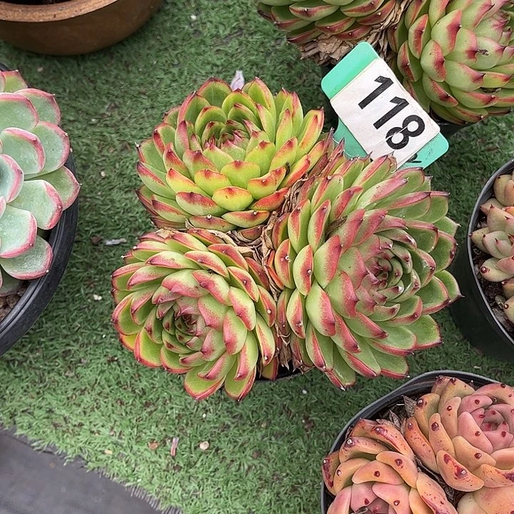 静***的月量石多肉植物保护118