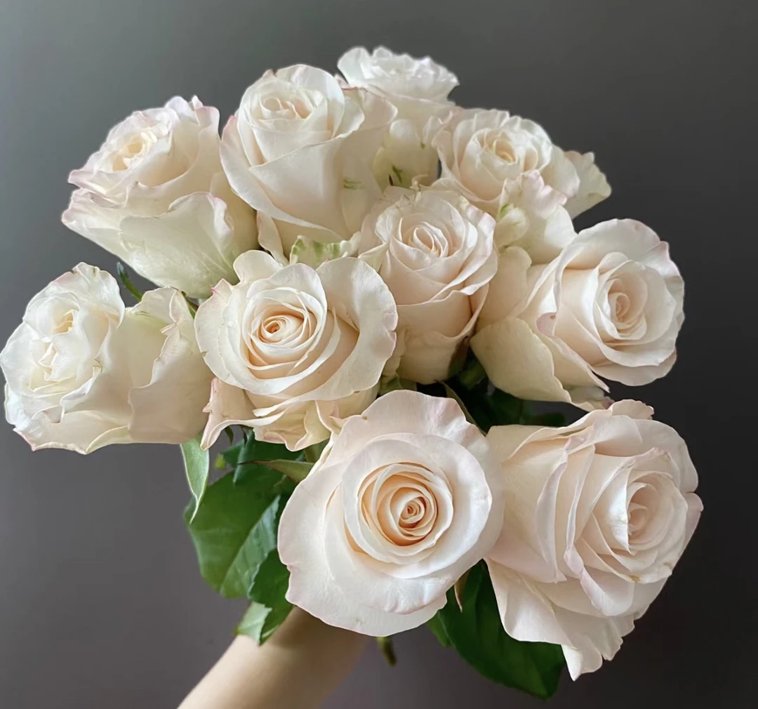 （曼）  辛西亚15支+5支防损 鲜花任意满2单包邮