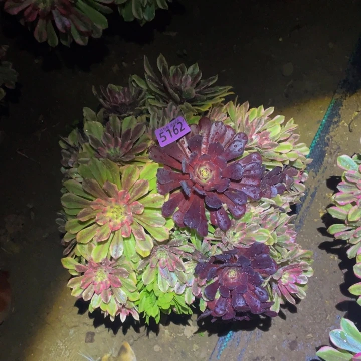 5162粉美肌d l多肉植物