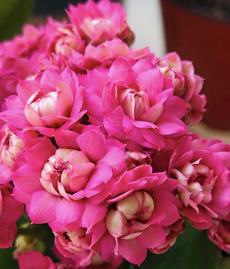 （唐卡）110盆 长寿   稀有大花品种 产地直发