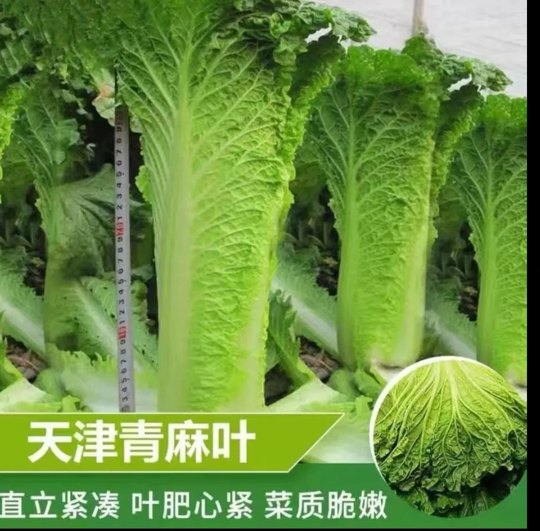 【全店满8包包邮】大青麻叶种子