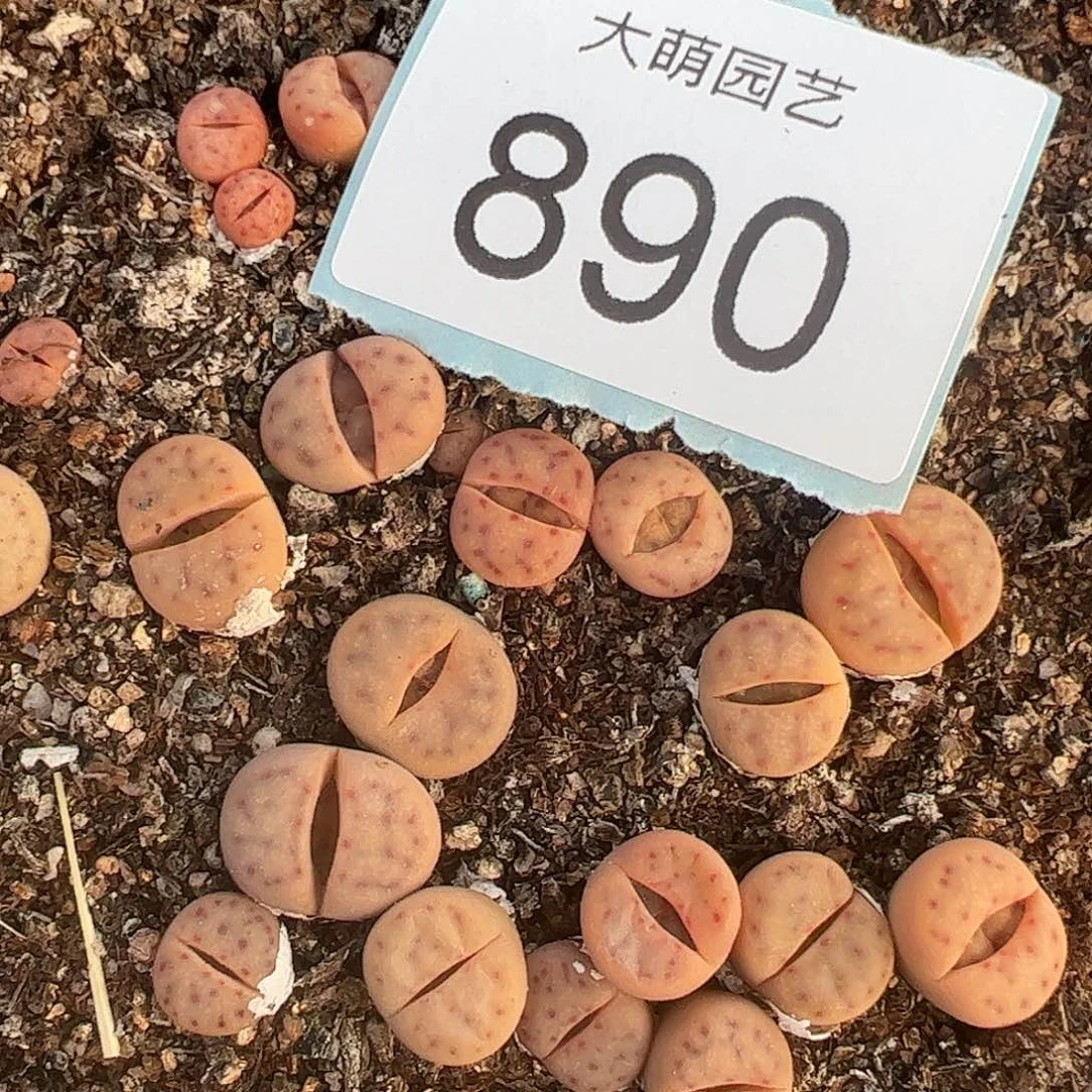 0000890量拍草莓神迪3颗