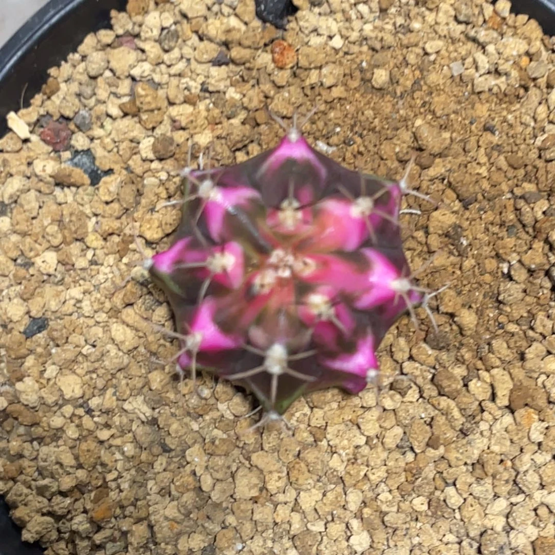 当前无花朵，栽培后可花朵粉虎斑米哈