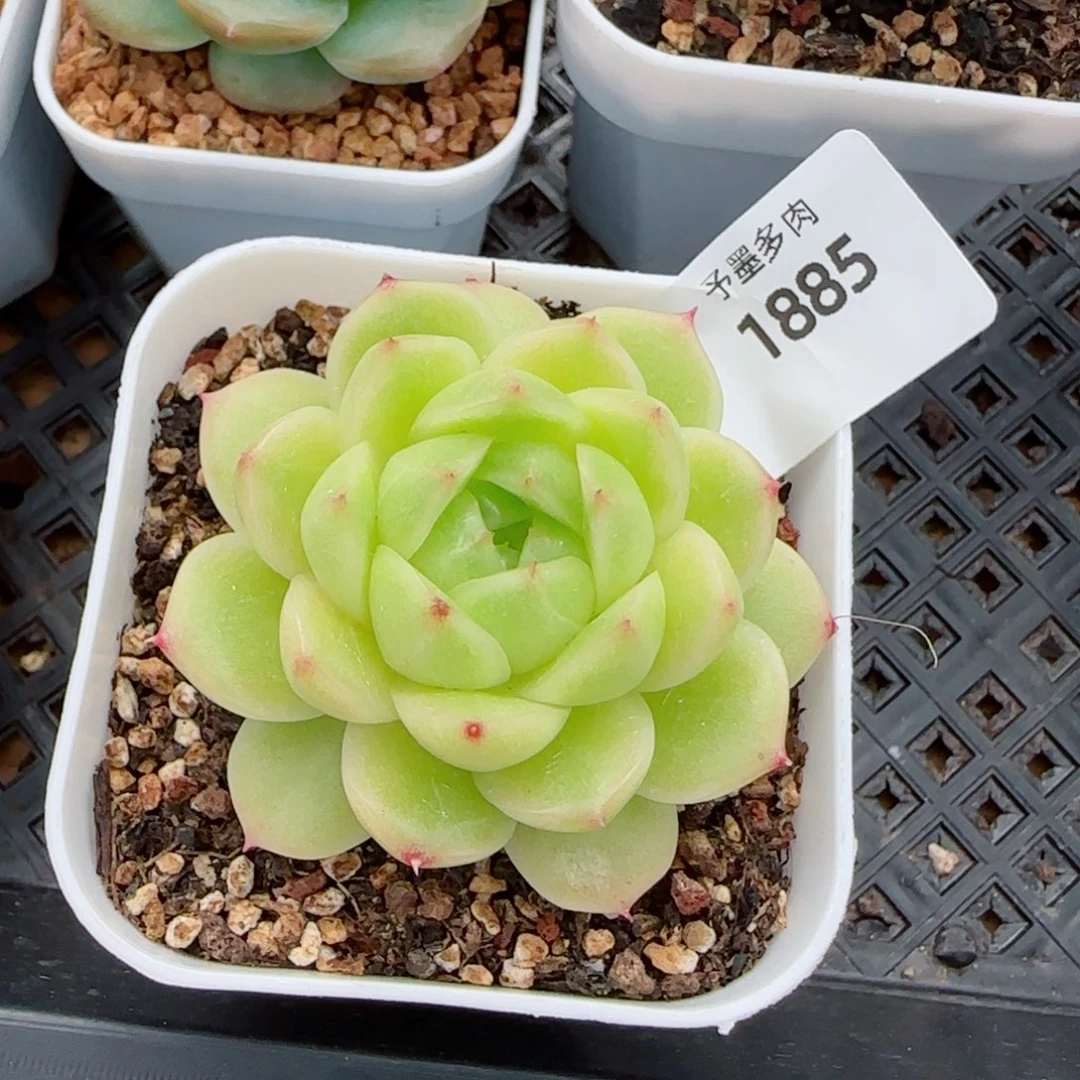 h***）冰云，1885多肉植物