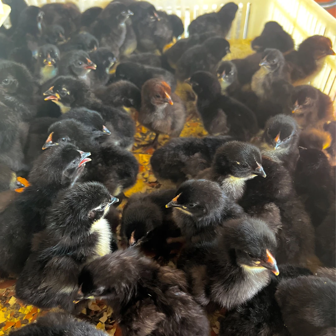 嘉禾鸡宠物鸡50只包活（包邮）