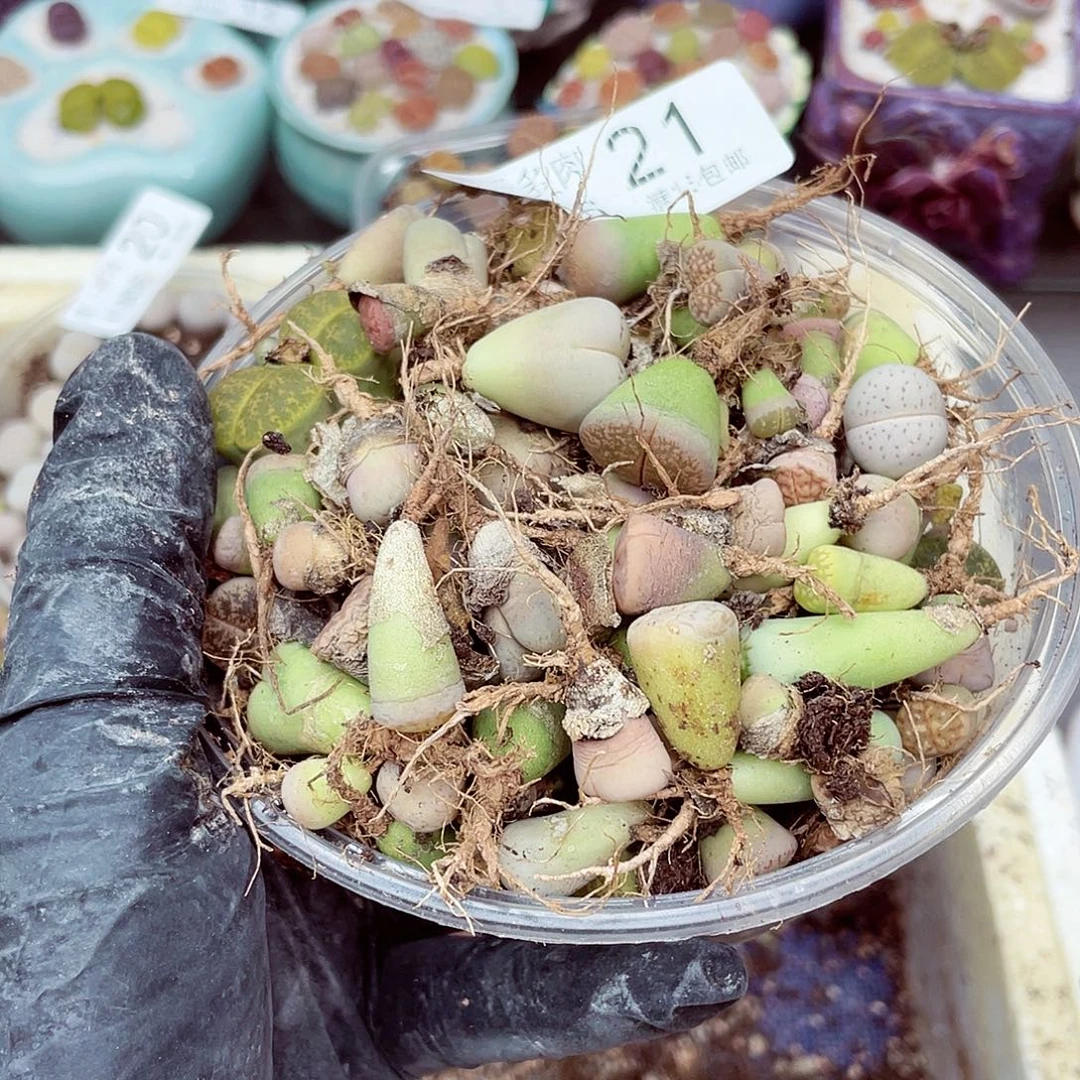 生石花18包邮0906-21