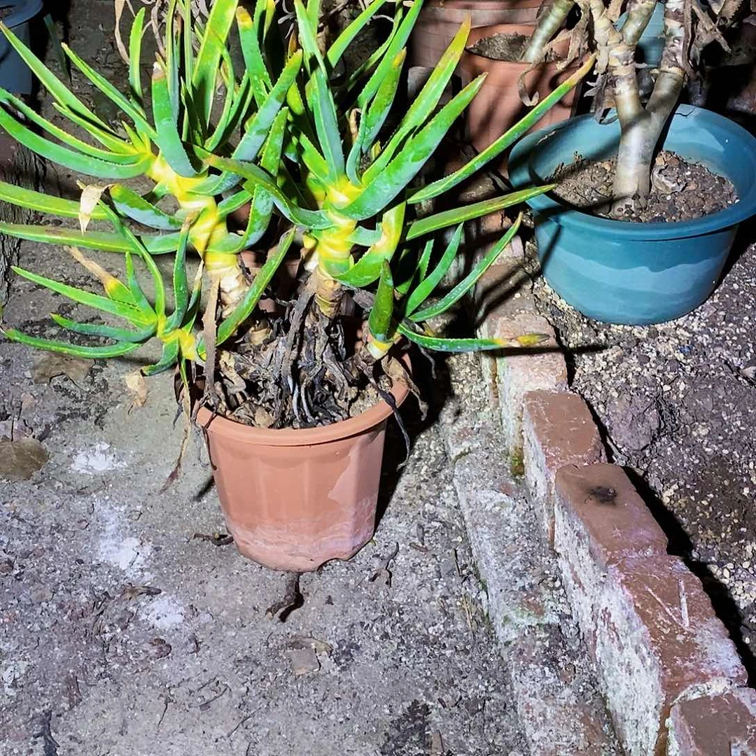 可****生多祁芦荟带盆发货1175