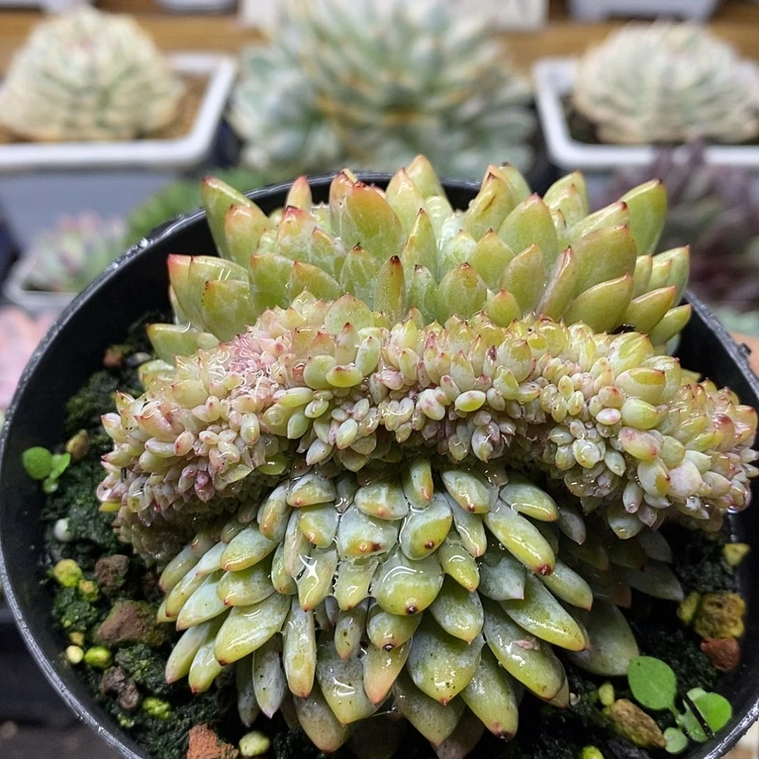 1084 星星橙缀化