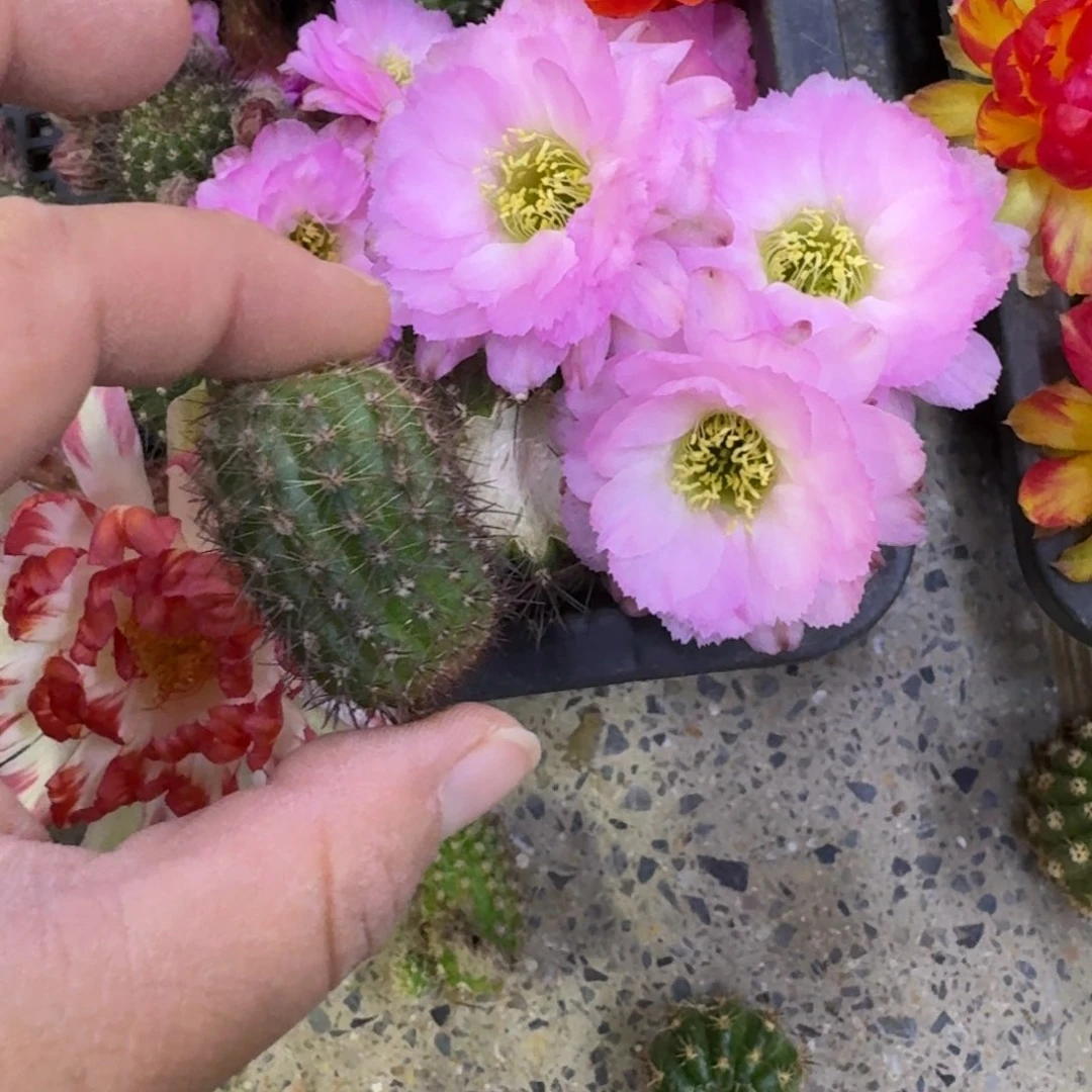 200白檀华丽粉2个无根侧牙小，20包邮