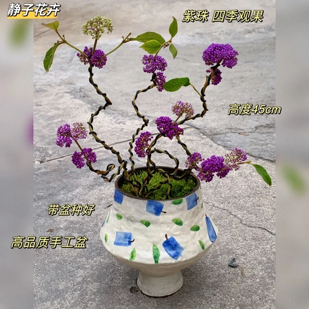 带盆种好实拍观果植物紫珠好养室内桌面盆栽客厅办公室