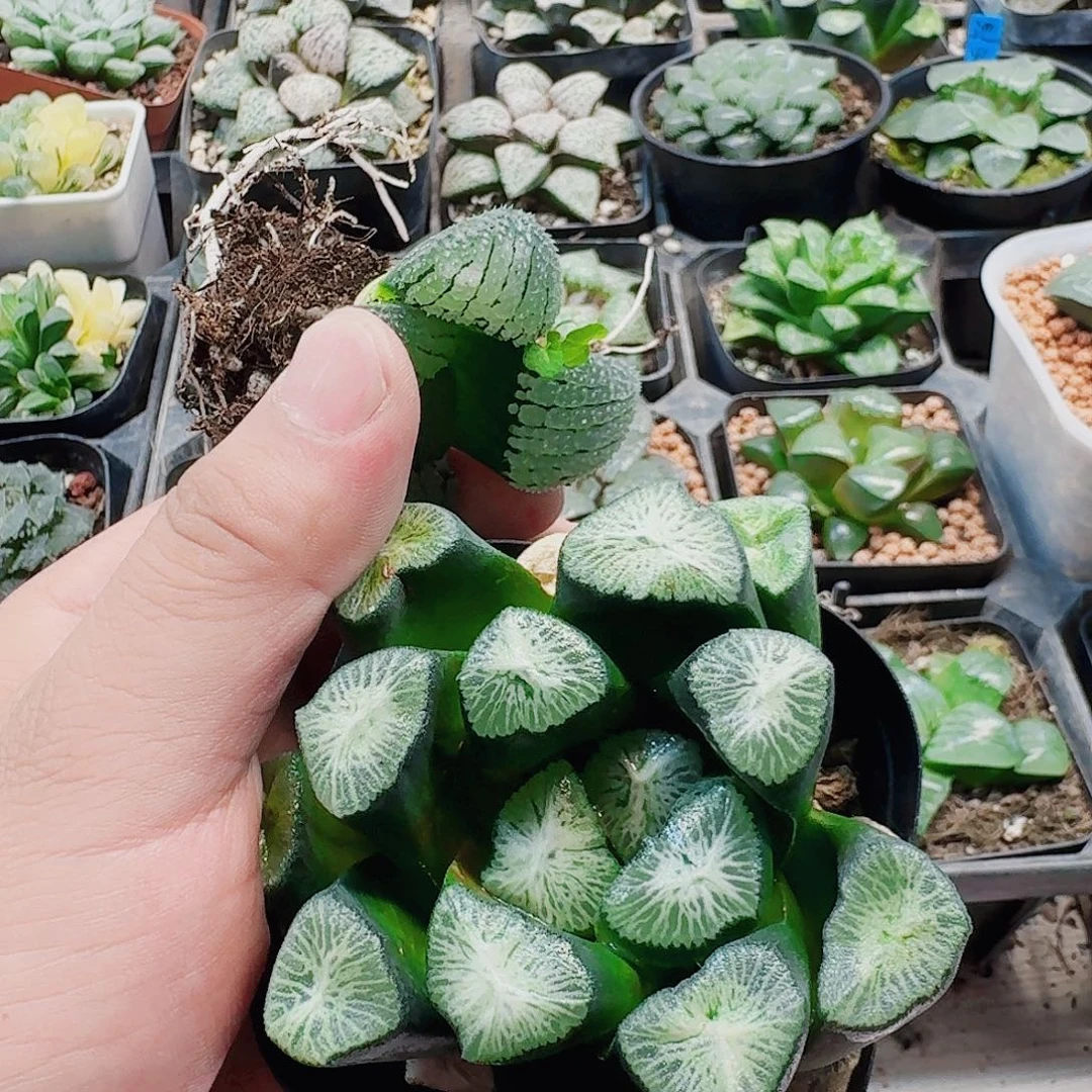 吕***超无花朵十二卷福利活动开始2颗