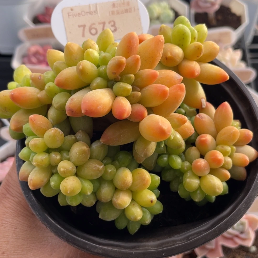 黄香蕉7673-11.0厘米