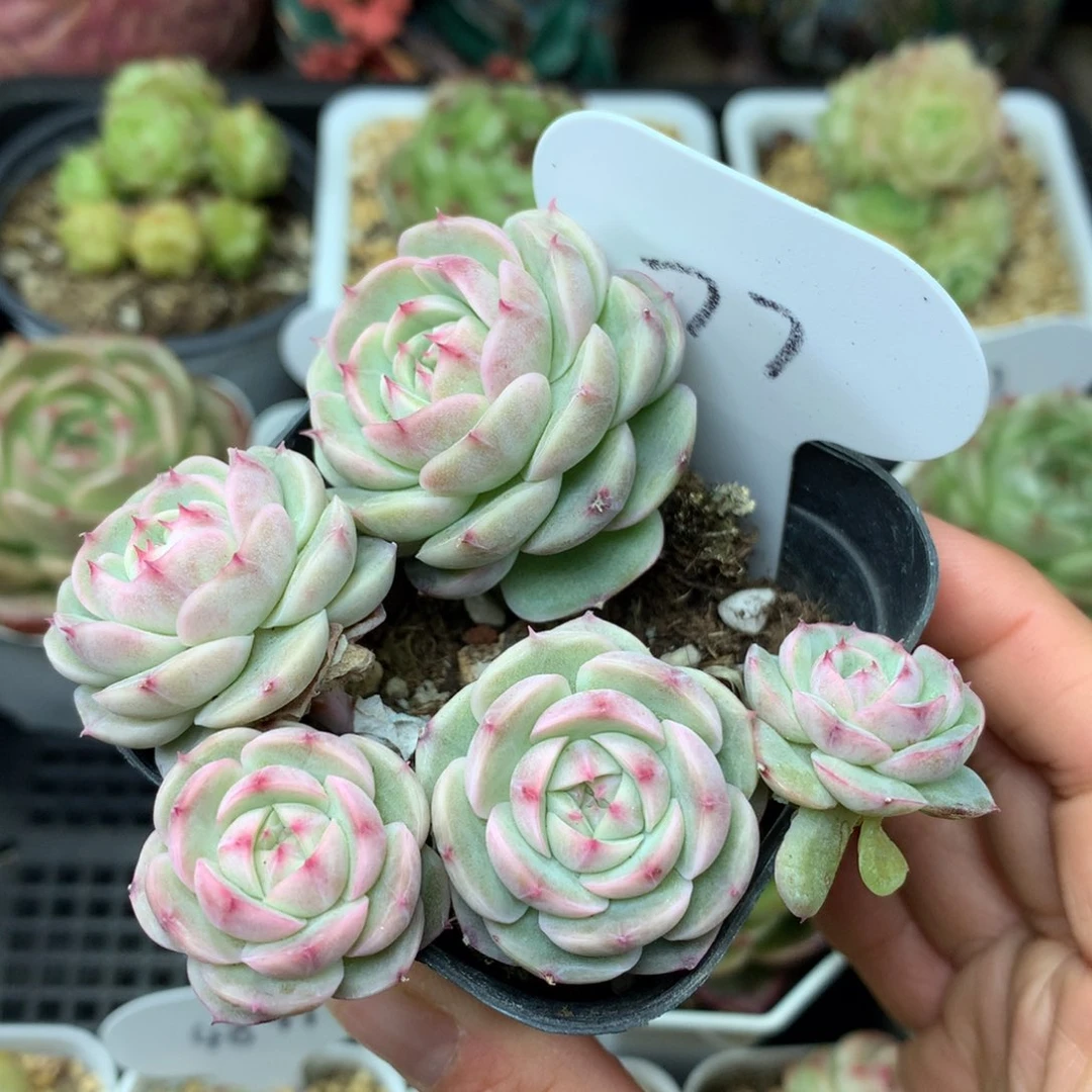 白芷珍妮5头群77