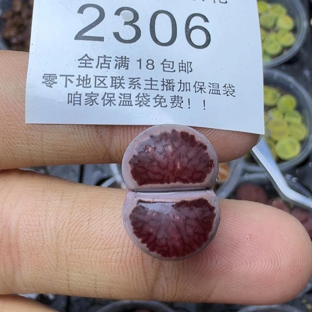 2306哈哈哈哈哈哈哈哈哈