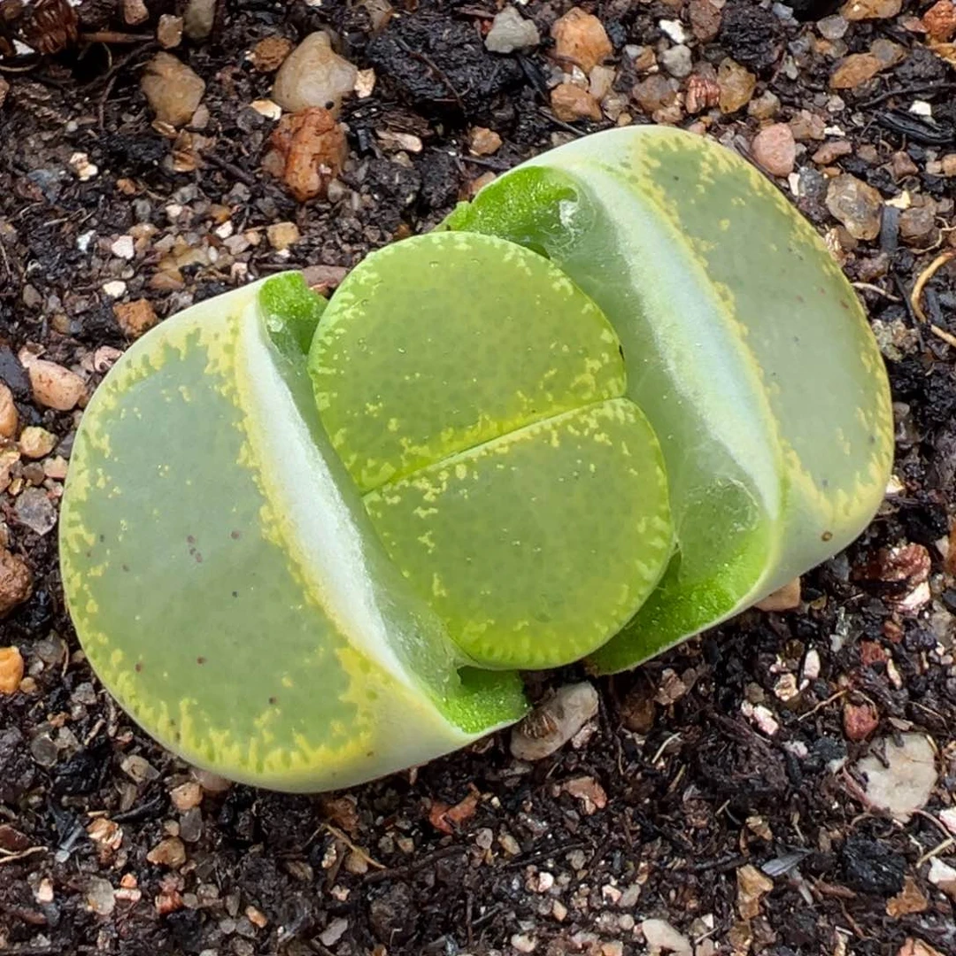 1.26好看的多肉688