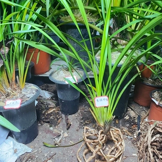 当前无花栽培后可以开花