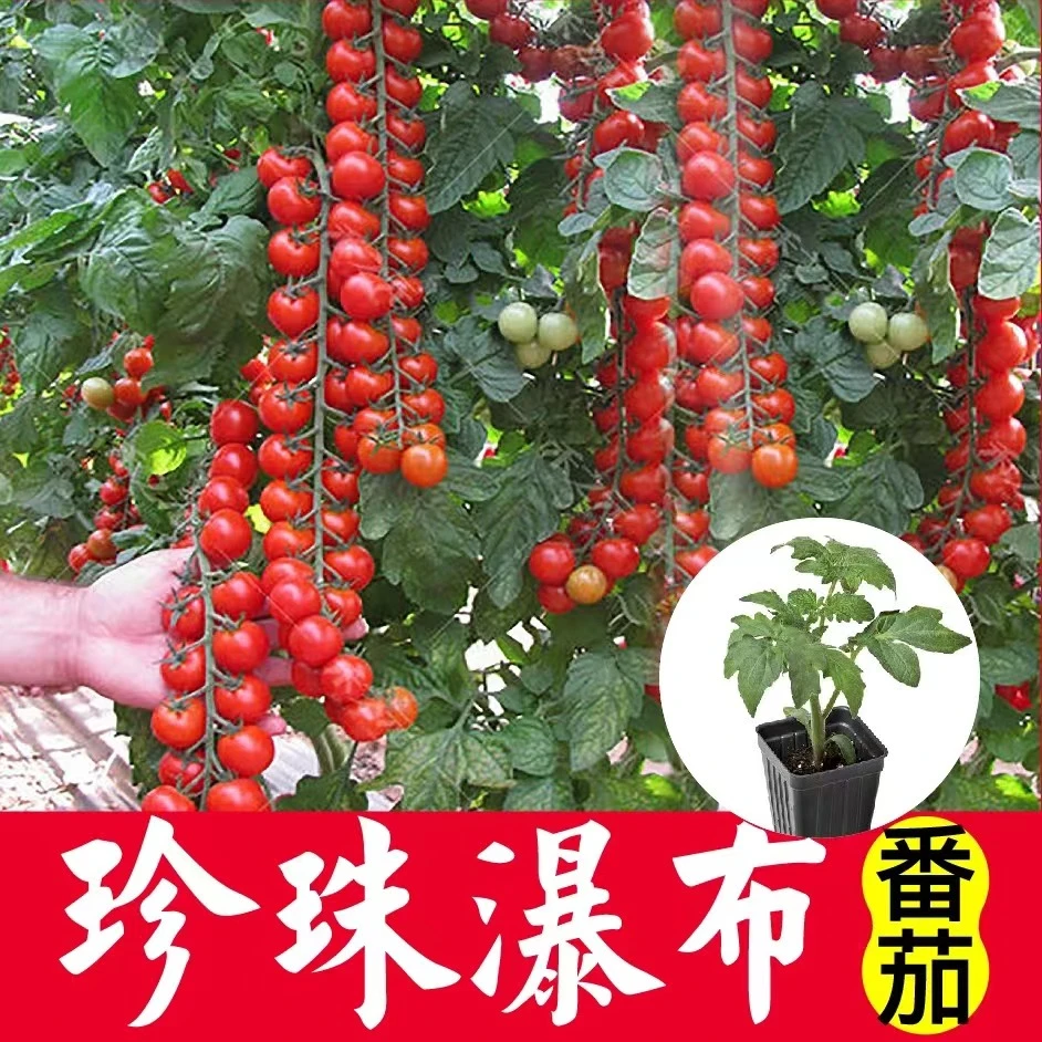（拍2发3）珍珠瀑布小番茄种苗四季蔬菜番茄秧苗高产优质种苗穴盘苗