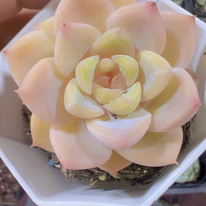 韩版冰魄糖心精品多肉