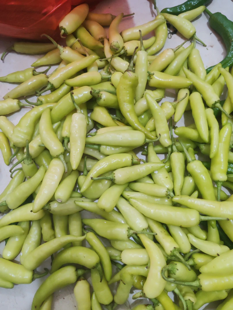 萍乡新鲜卤椒小天椒江西白米椒辣椒2斤装