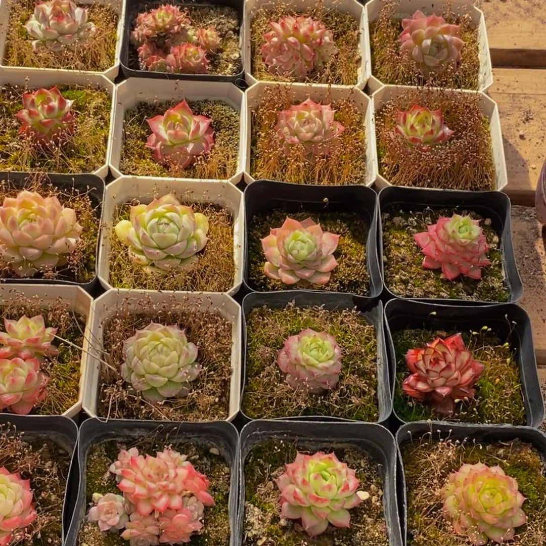 416多肉植物保护研究所所长的介绍