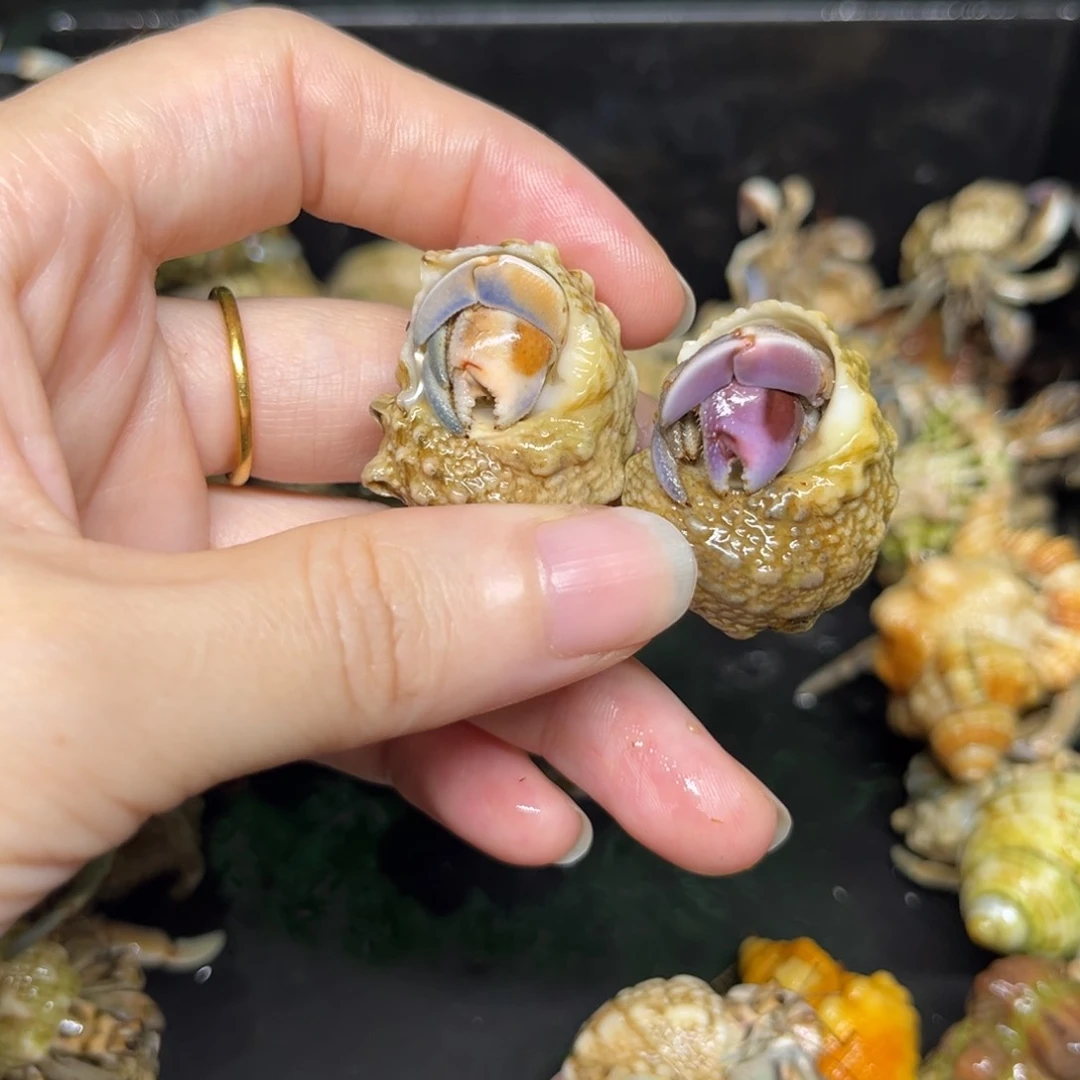 *****蓝天白云粉紫组合