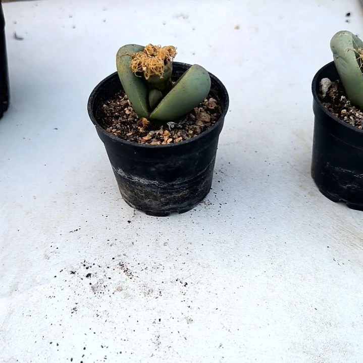 满6元包邮，金林玉拇指盆