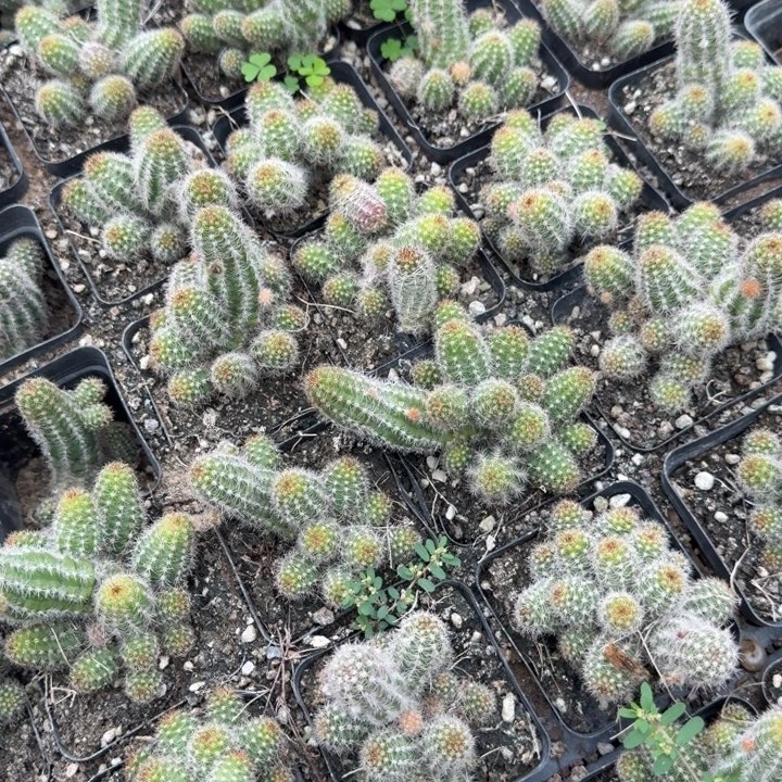 白檀仙人掌群生一群