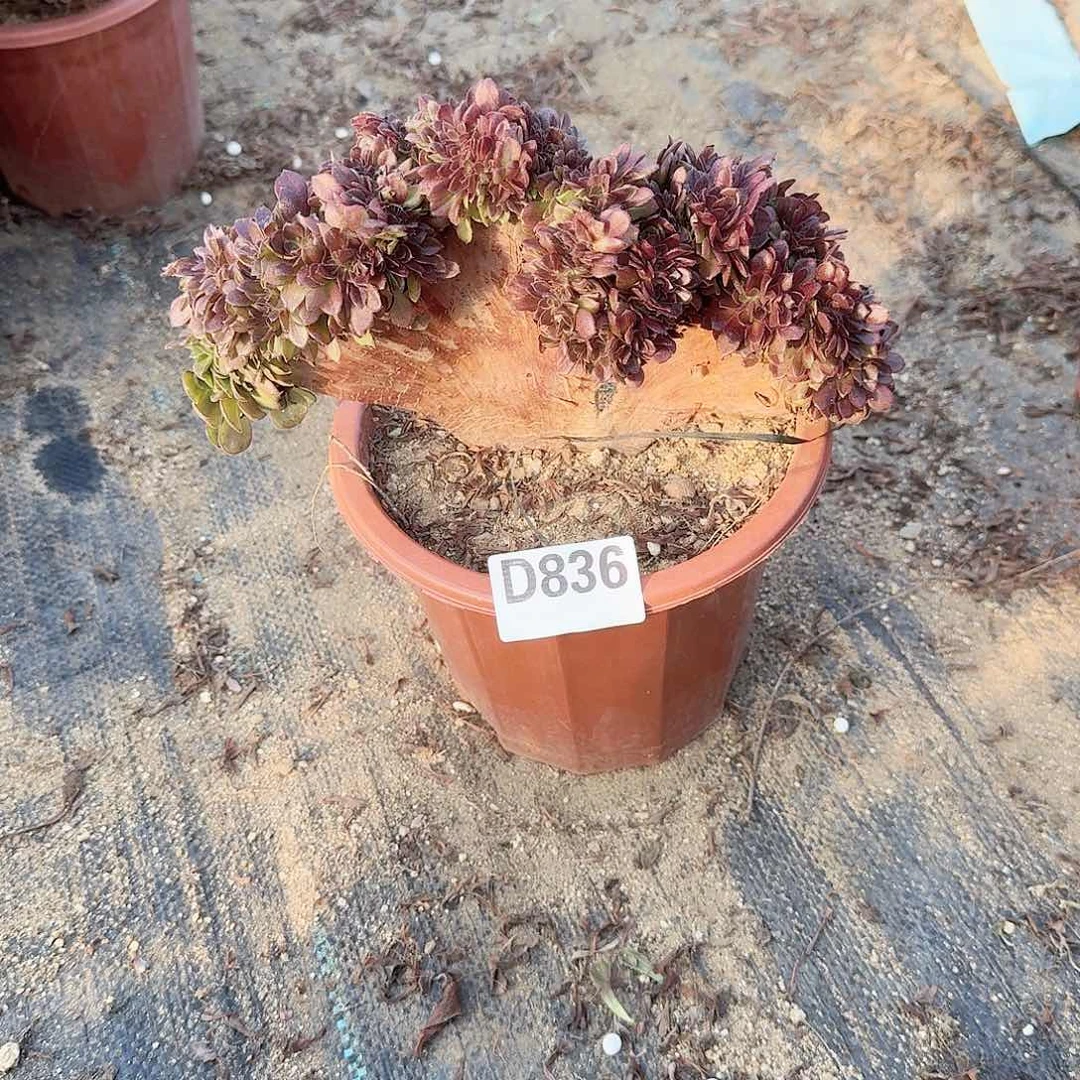 836万缀一颗满28包邮