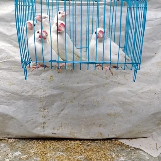 文鸟特价少羽缺爪白文鸟6只