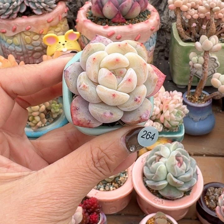 264 多肉含盆土 满30元包邮 除偏远地区