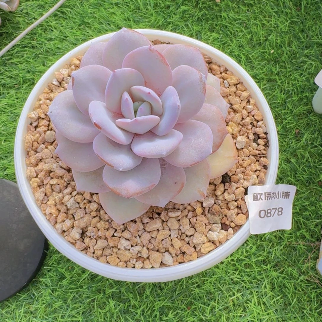 多肉植物奶茶单头0878