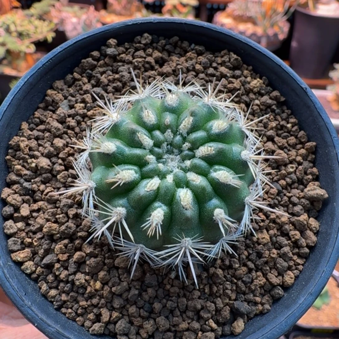 利升龙798 仙人掌