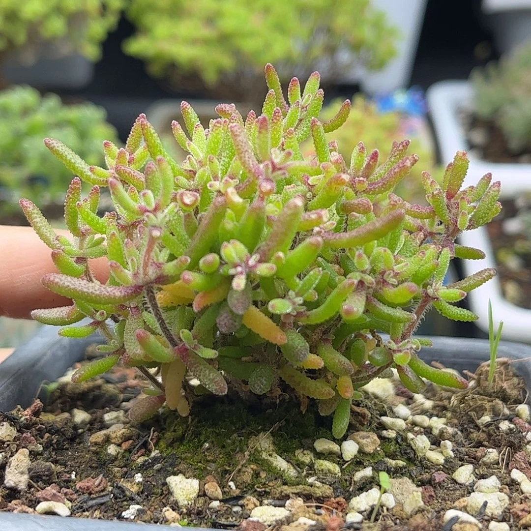 32红麒麟优选枝干番杏