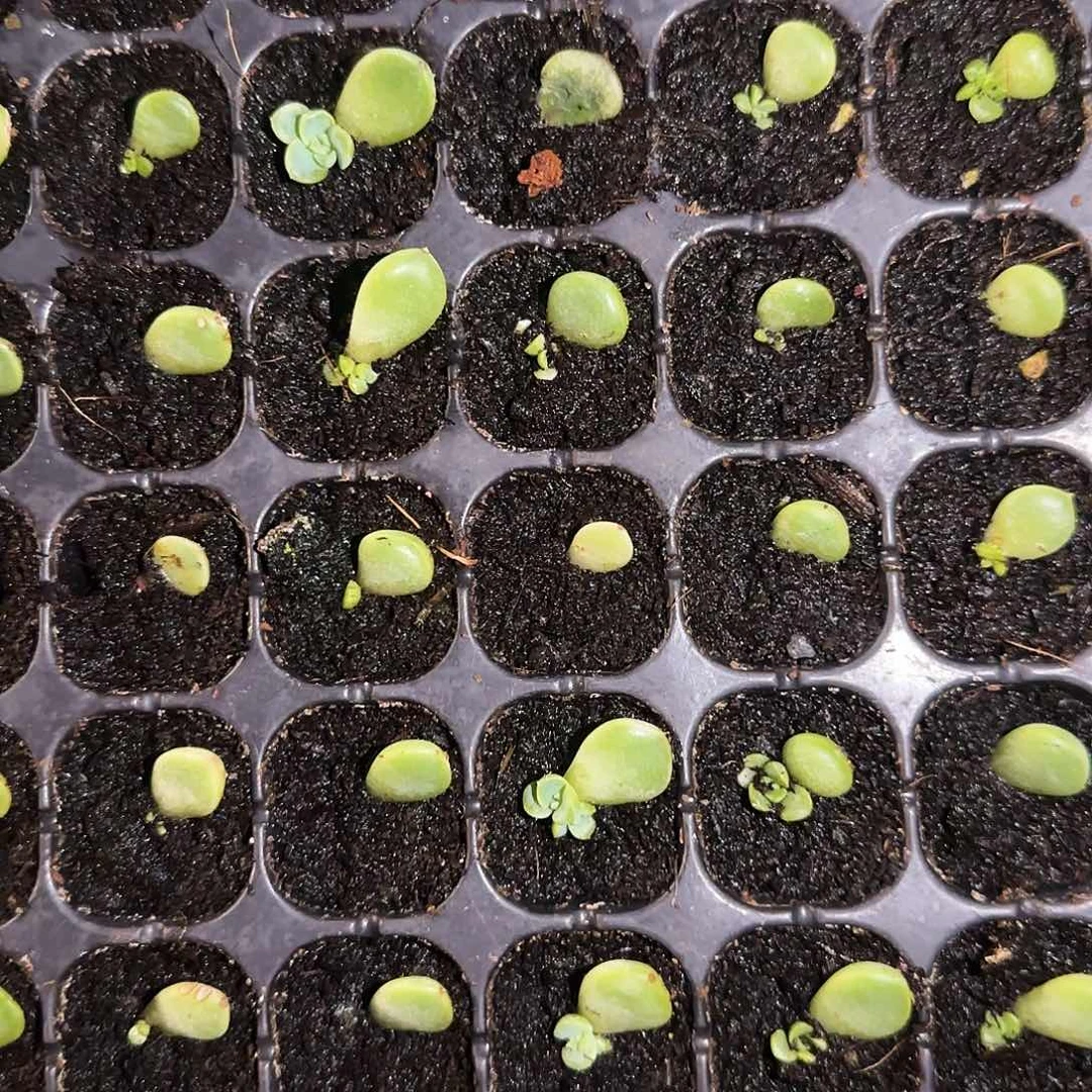 193 芝麻一个满25包邮