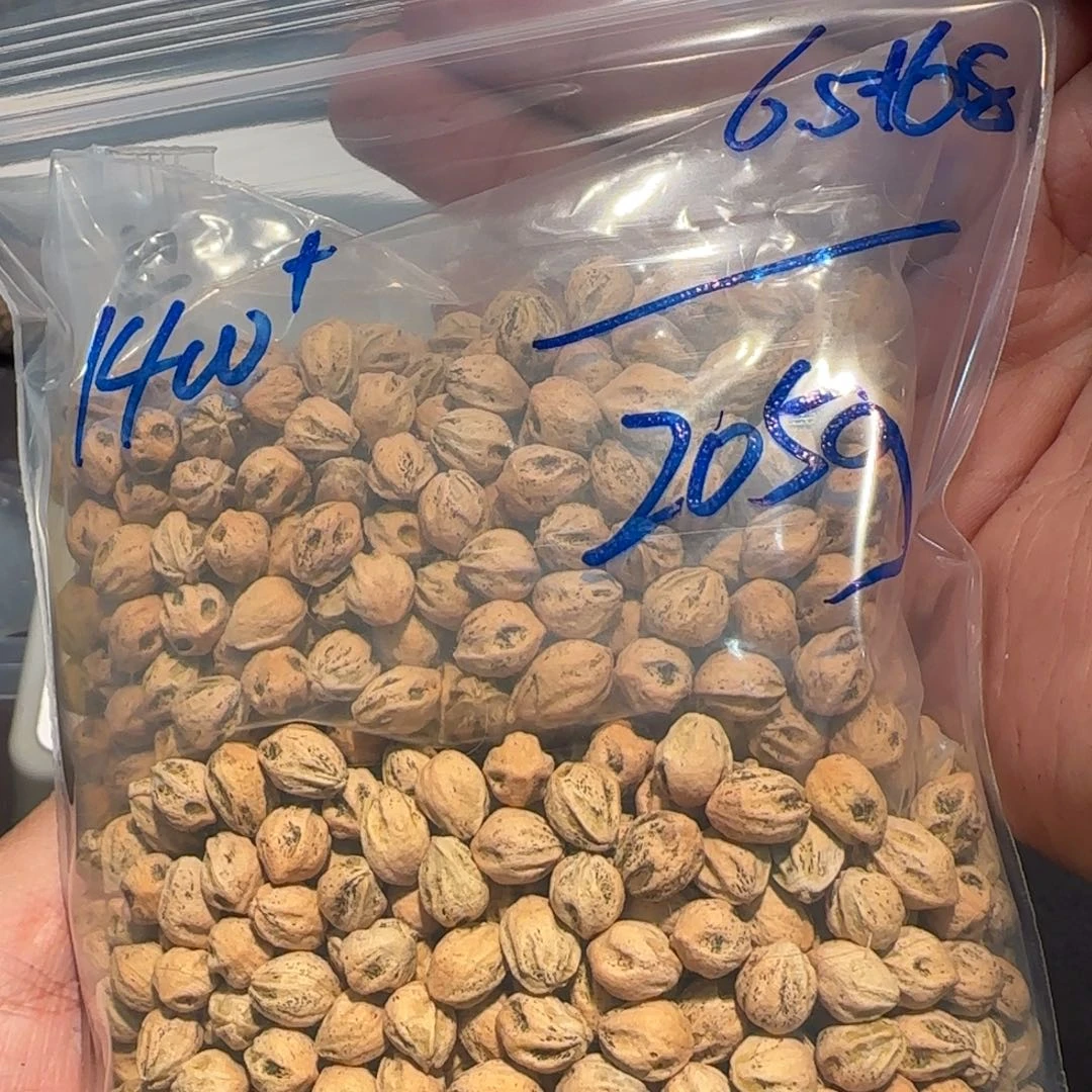 柏香籽/百香籽吊坠6.5 6.8 205g