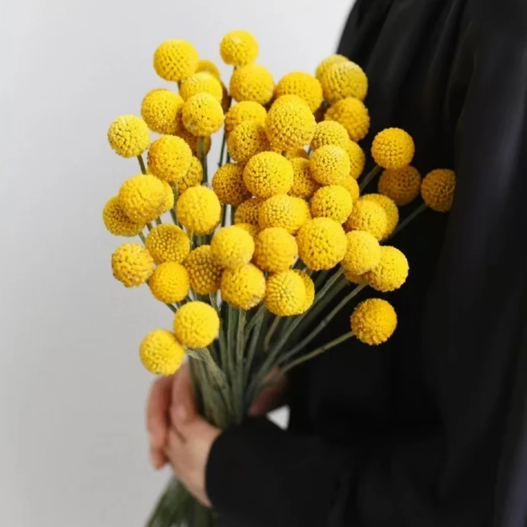 A级高品质黄金球真花鲜切花 可做干花 高级简约风