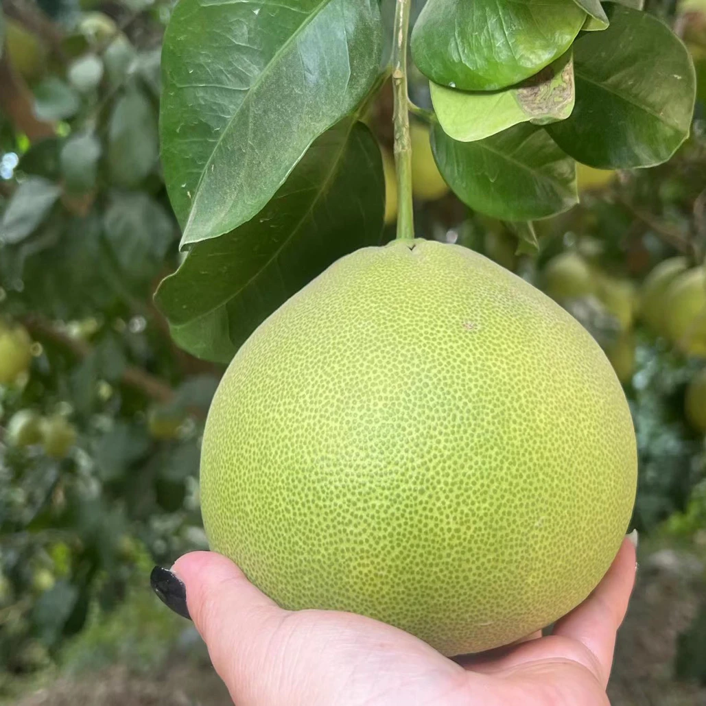 福建仙游度尾红心文旦柚新鲜应季酸甜多汁孕妇水果正宗老树