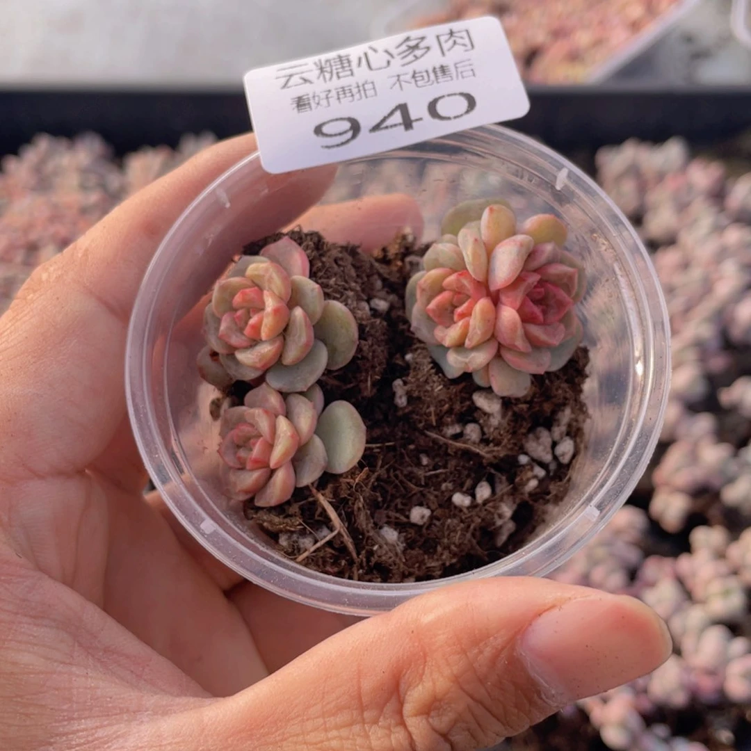 云糖心多肉植物940