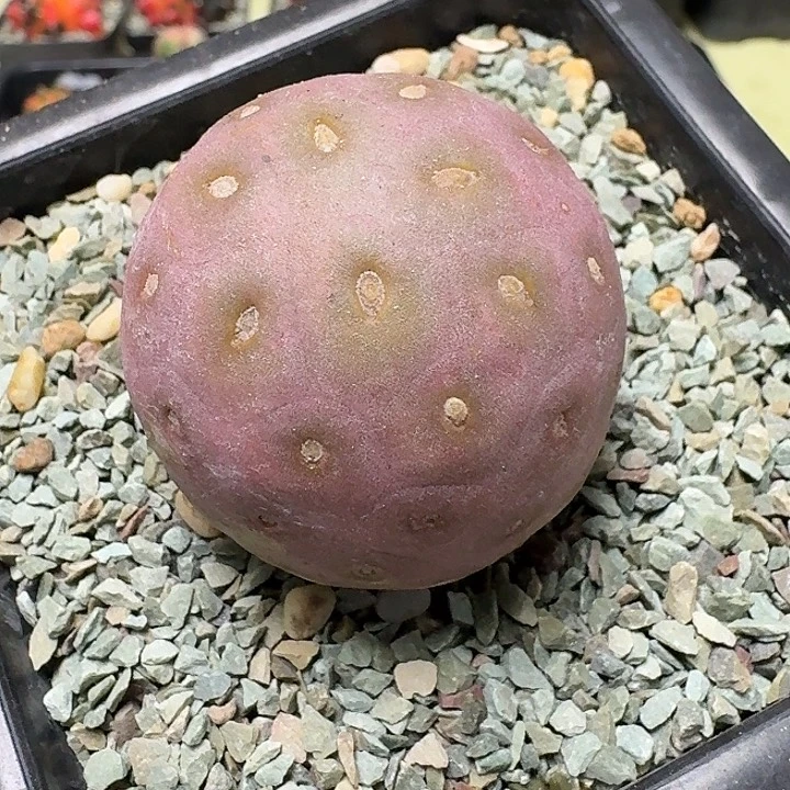 紫皮无刺习之野多肉植物