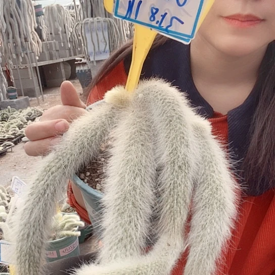 杰**缘0517咯偶土默土现在播到