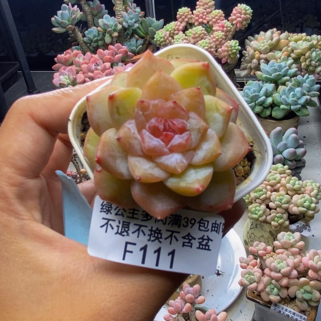 111糖心多肉肉4cm