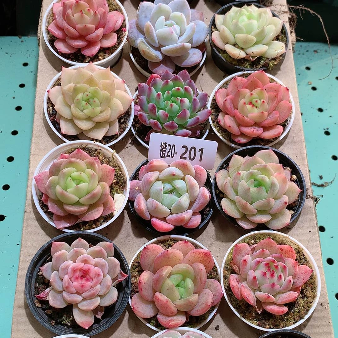 20-201一物一拍带盆18颗。