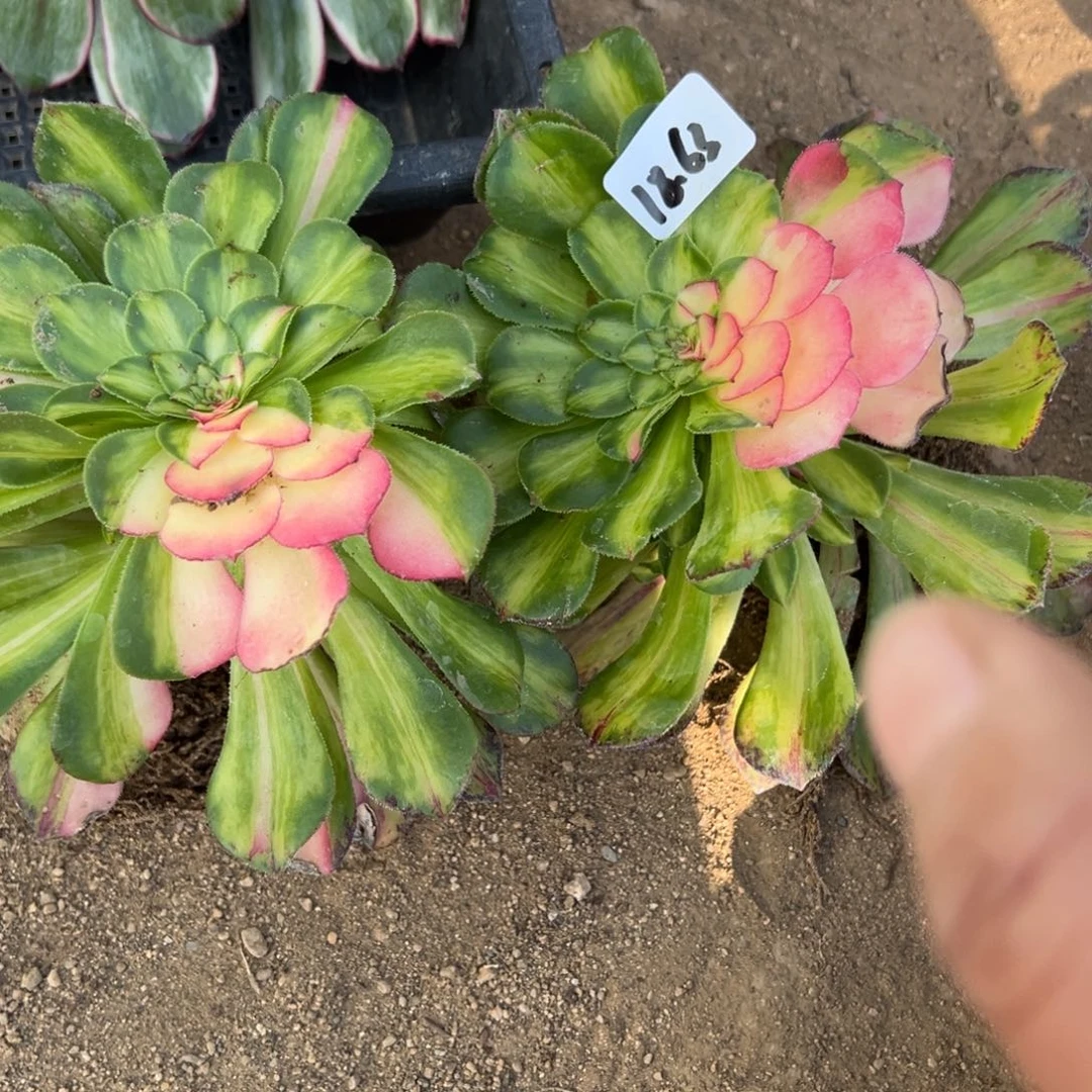 63知否三代多肉量一颗