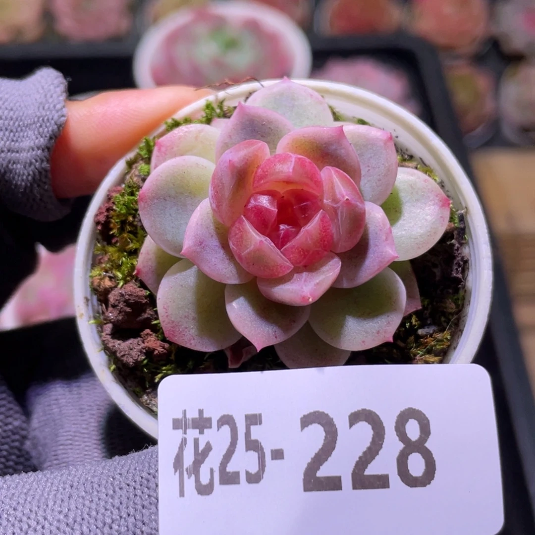 花利美25-228新品珍妮