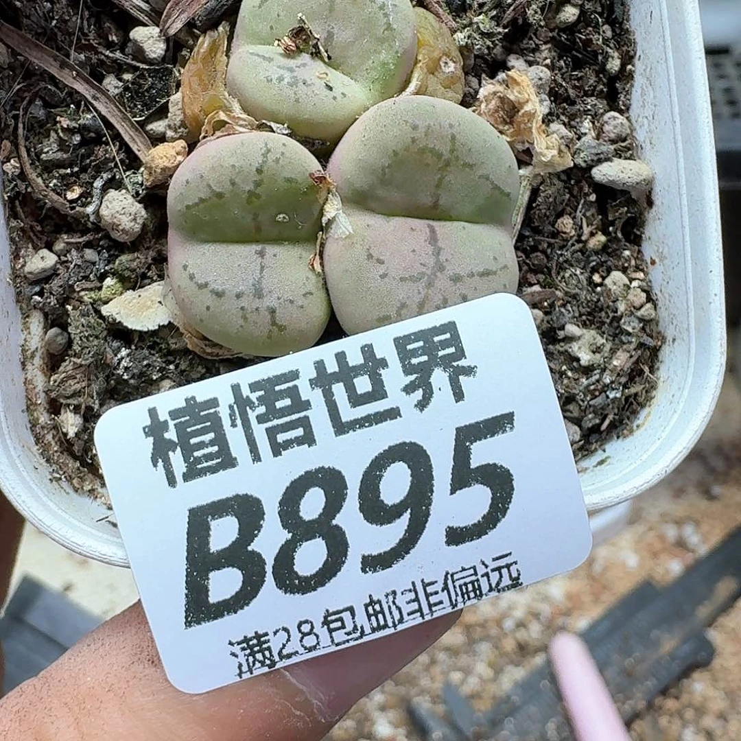 的W的润泽额发润泽多肉植物