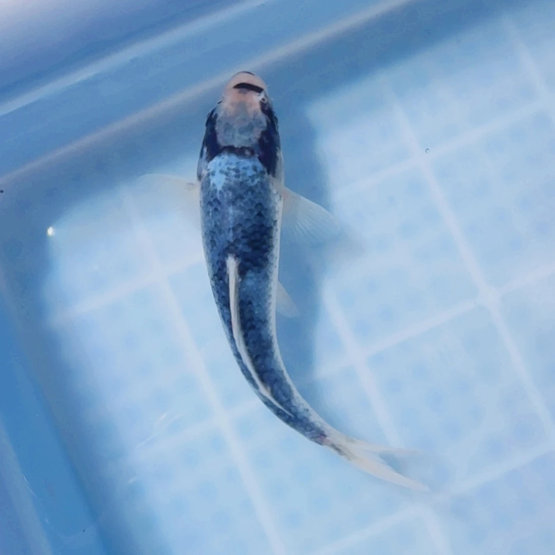 锦鲤血统锦鲤大放漏666