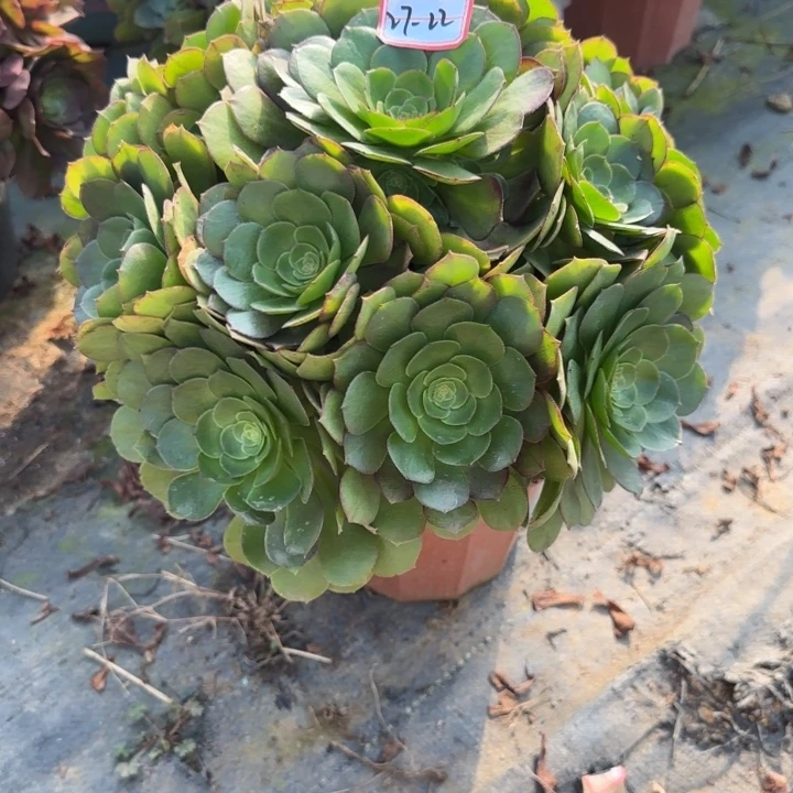 27-22万圣节多肉不包售后